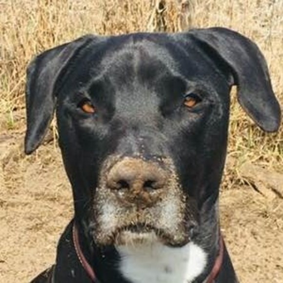 Meet your Posher, Ariane - Picture 1 of 1